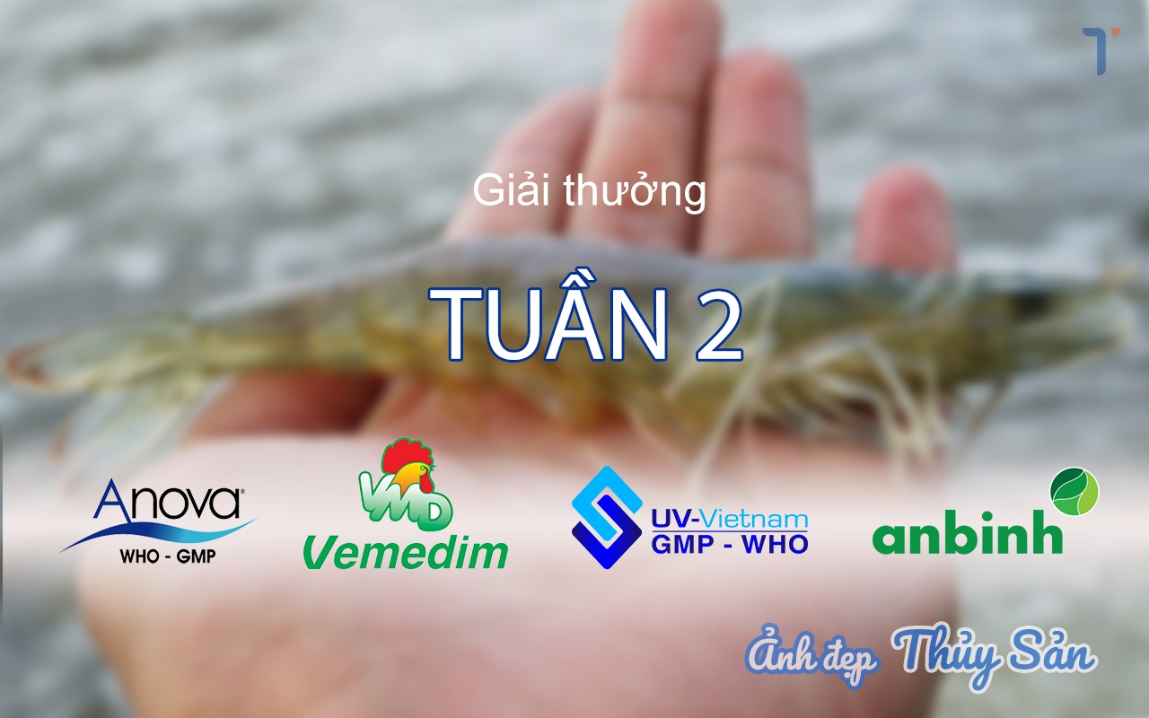 Ảnh Đẹp Thủy Sản: Quà tặng tuần 2